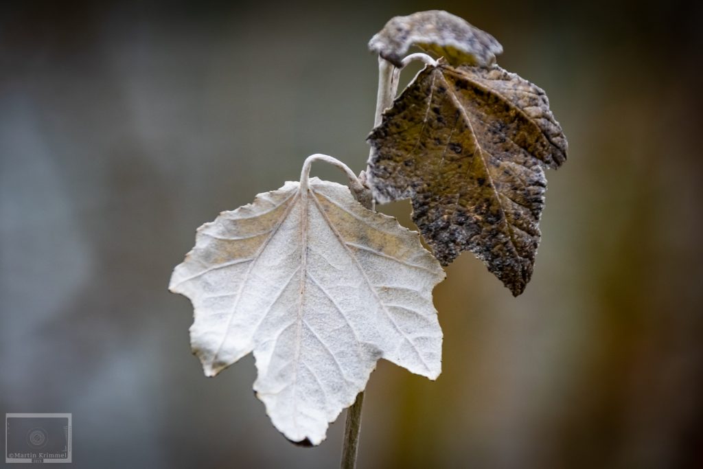 Silver and brown leaves