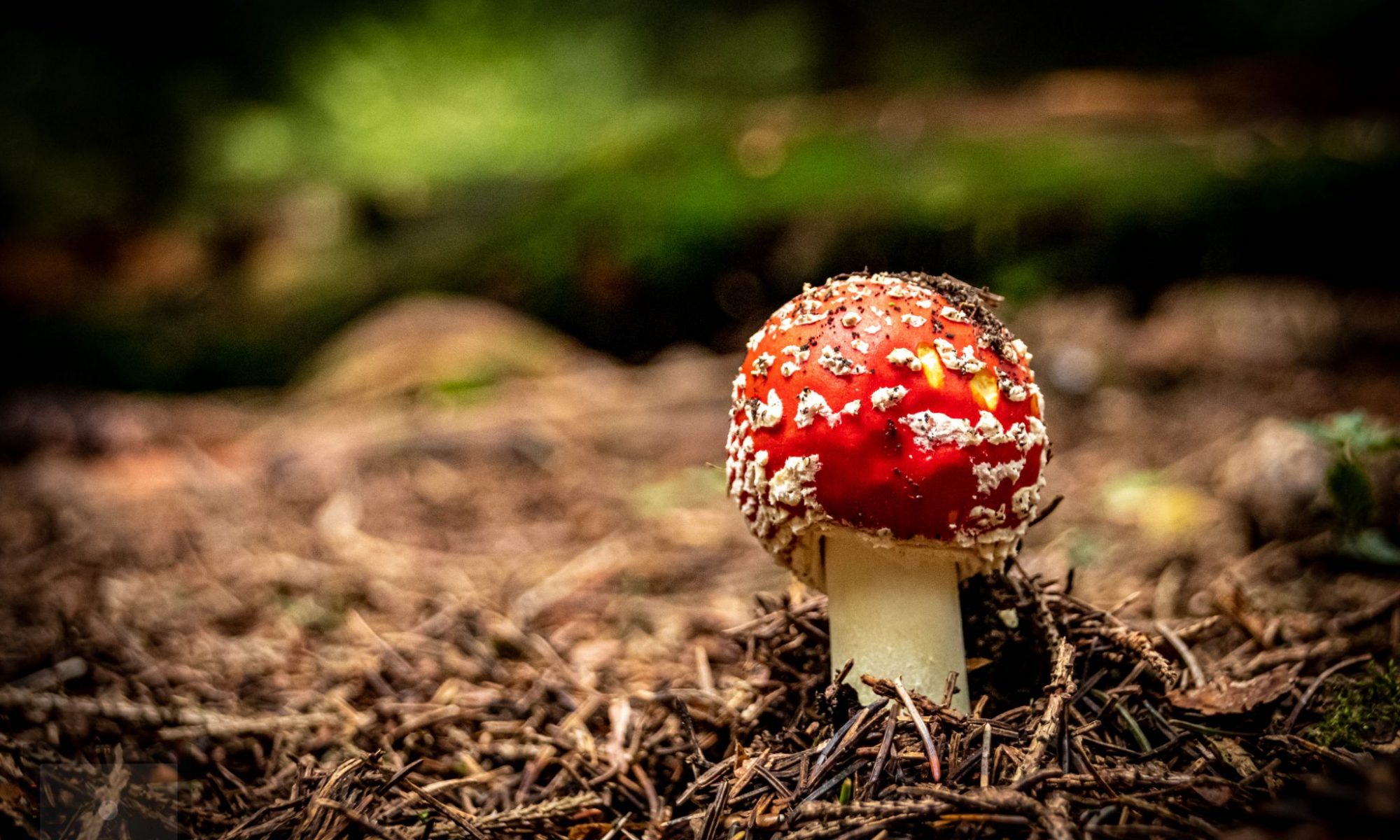 Mushroom in the woods