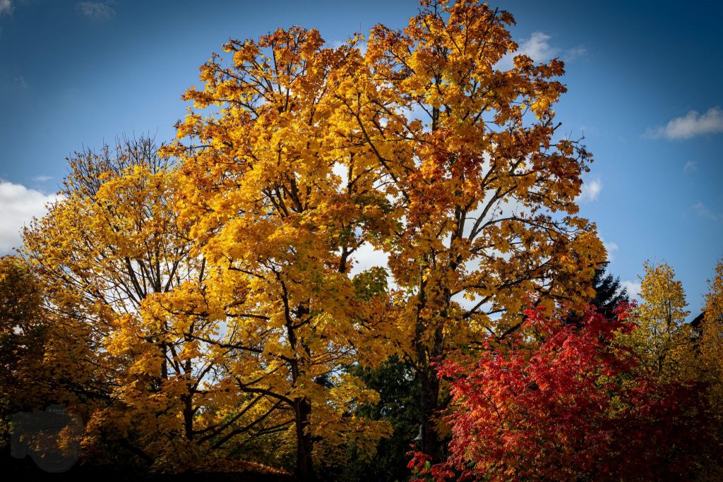 Autumnal impressions of Herborn